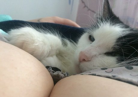 Katthekunt