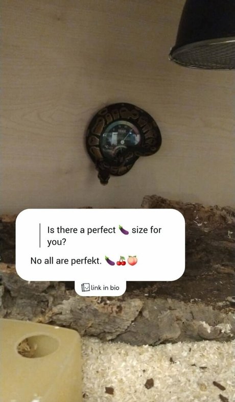 Thethreeheadedsnake  nude leaked OnlyFans photo