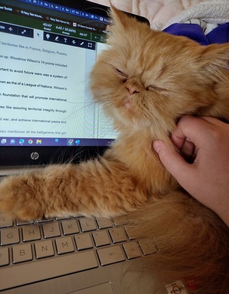 Nahá fotka uniklých OnlyFans od Honeythorne