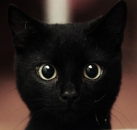 Miaou Dubois