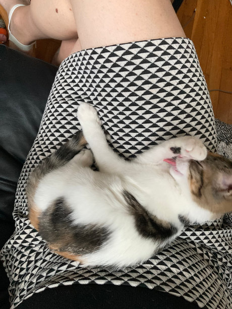 Mon Minou
