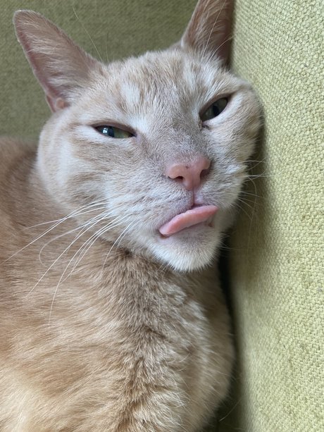 Onlymycats