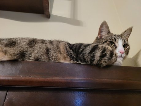 Purrfect Pussies