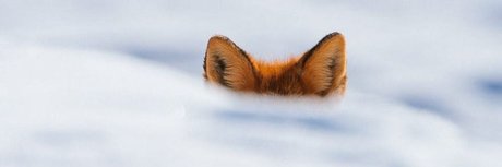 Mlteci Penguen