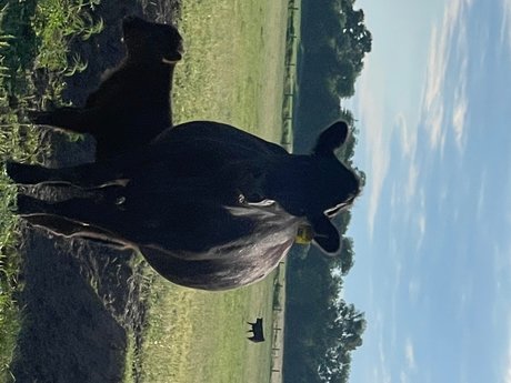 Cattleman