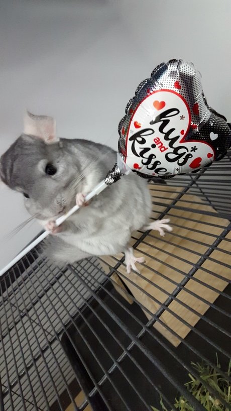 Charlie Chinchilla