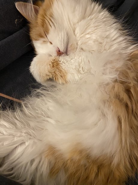 Mitzi