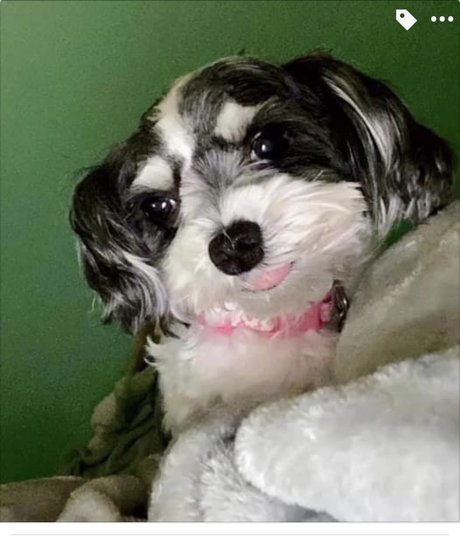 Molly Morkie
