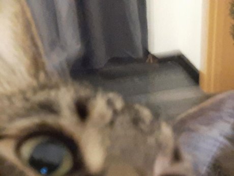 Nahá fotka uniklých OnlyFans od Onlycats