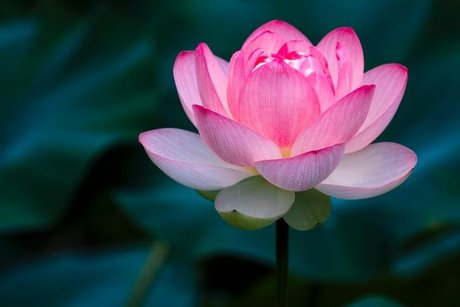 Lotus OnlyFans 유출 누드 사진