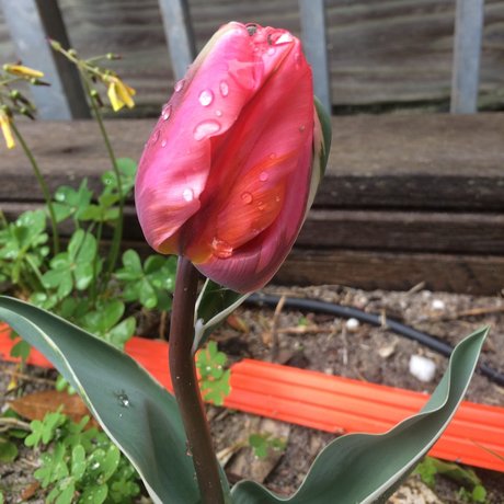 Plantydropper 