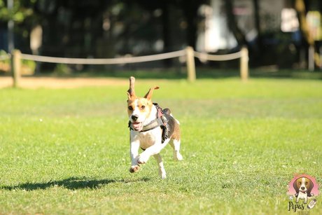 Nahá fotka uniklých OnlyFans od Pipas The Beagle