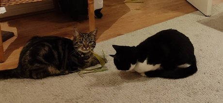 Naakte gelekte OnlyFans-foto van Coolcatsxxx