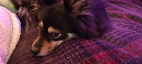 Alaston vuotanut OnlyFans-kuva Pomsky Mom