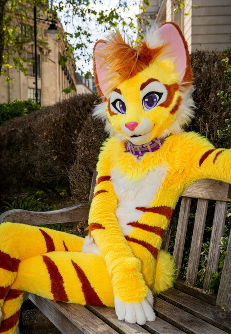 Thatyellowkitty