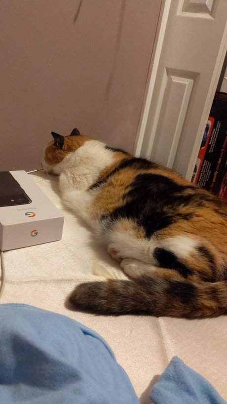 Nagie wyciekłe zdjęcie OnlyFans od Chillingwithcats