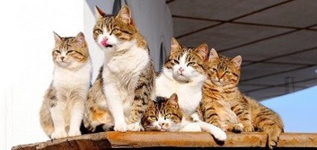 Naakte gelekte OnlyFans-foto van Fat Cat 