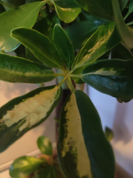 Nahá fotka uniklých OnlyFans od S1utty Shrubbery