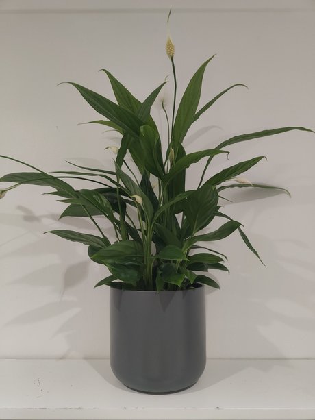 S1utty Shrubbery