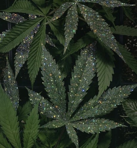 Naken läckt OnlyFans-bild av Sexy Sativa
