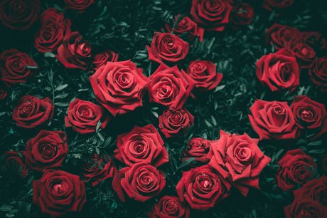 Alasti lekkinud OnlyFans-i pilt Rikki Amor 