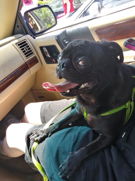 Naken läckt OnlyFans-bild av Pug N Company