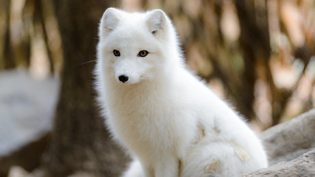 Nahá fotka uniklých OnlyFans od Snowfox2020