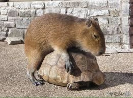 Sexy Capy