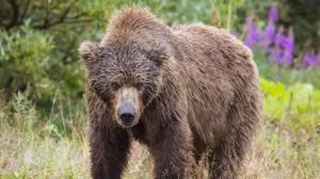 Yung Bear