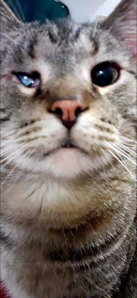 Kit Cat