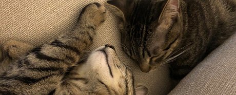 Naken läckt OnlyFans-bild av Naughty Kittens