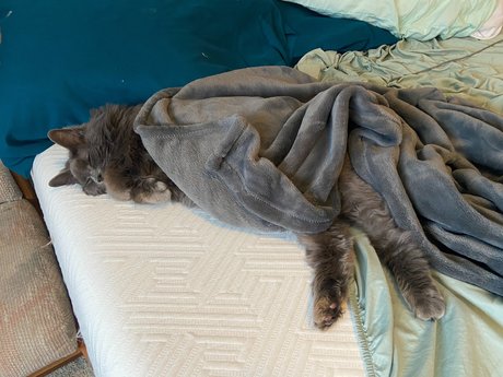 Naken läckt OnlyFans-bild av Abbythecat