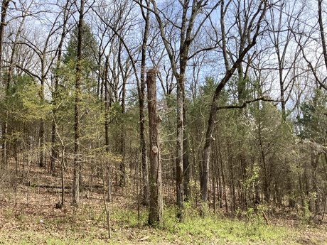 Alaston vuotanut OnlyFans-kuva Top Of The Ozarks