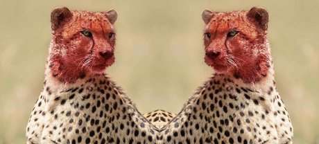 Photo nue de fuite OnlyFans de Tatted Cheetah 