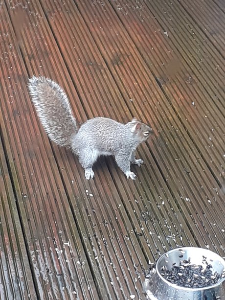Naakte gelekte OnlyFans-foto van Sexysquirrel