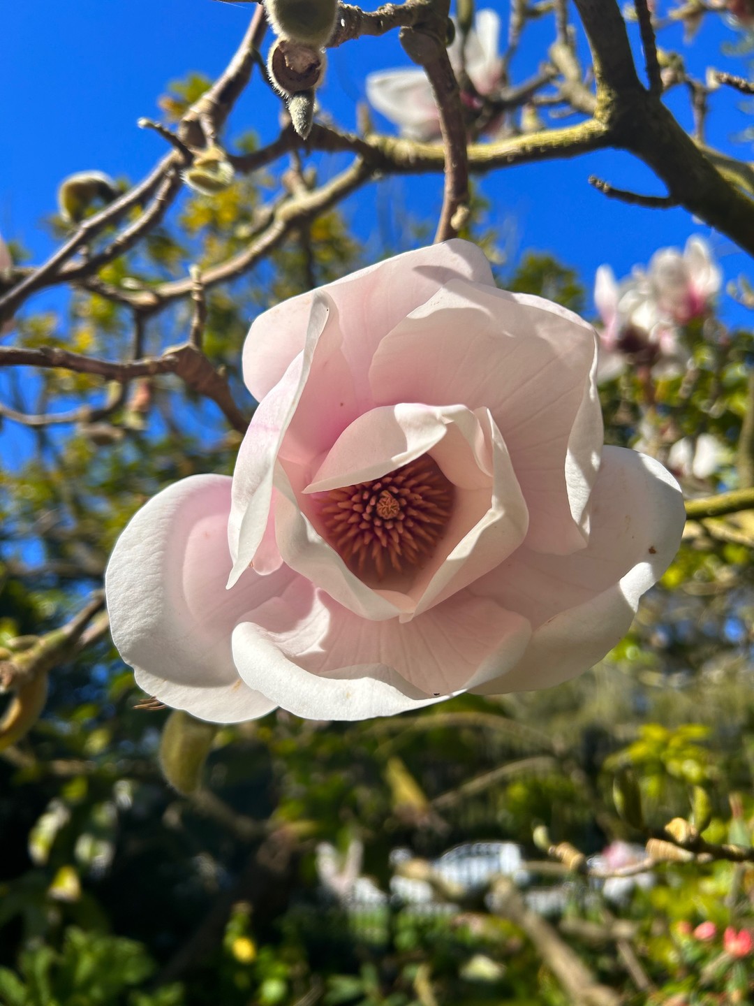 Alaston vuotanut OnlyFans-kuva Jayla Sweet #2