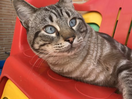 Gato