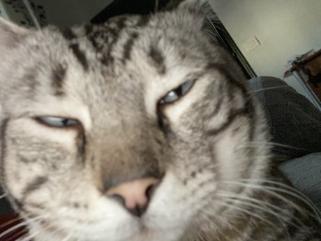 Naakte gelekte OnlyFans-foto van Gato