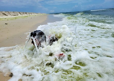 Nellebeachgirl
