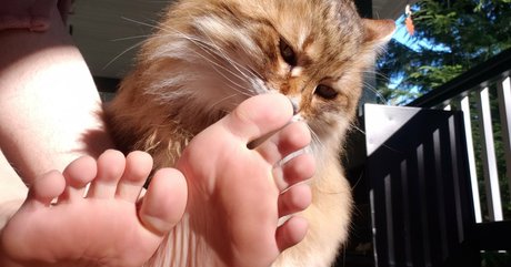Softcorekittyx