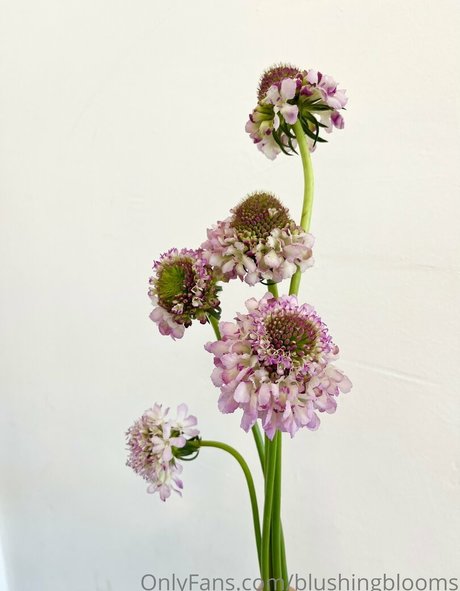 Blushingblooms OnlyFans泄露裸照