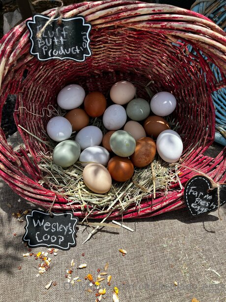 Chickenlady Eggs