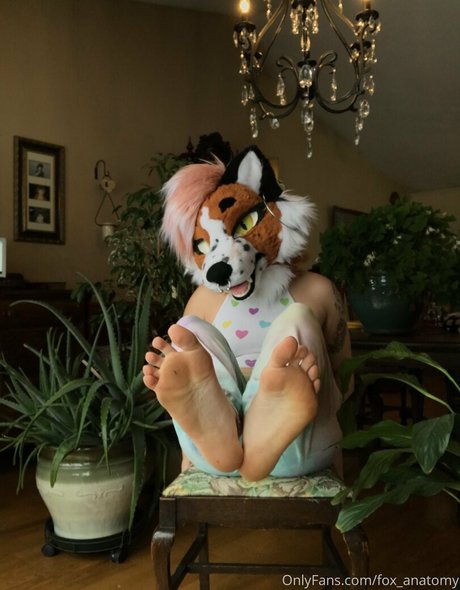 Foxanatomy