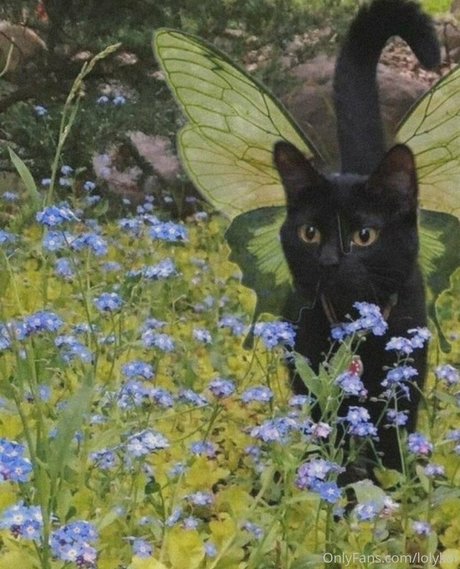 Lolykoi