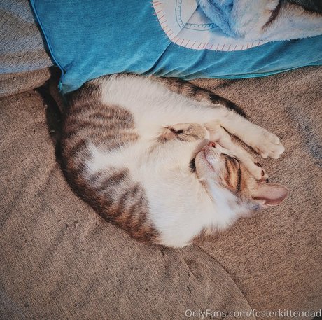 Fosterkittendad