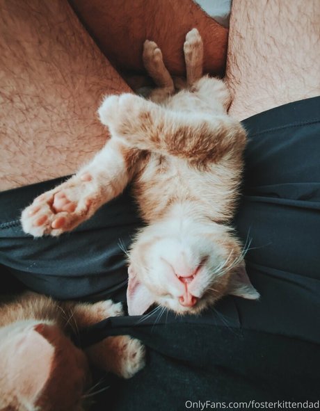 Fosterkittendad