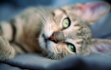 Fosterkittendad